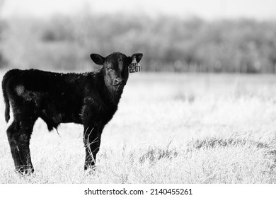 Black Angus Beef Calf Portrait In Texas Field With Blurred Background.