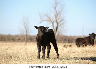 Black Angus Beef Calf In Texas Farm Or Ranch Pasture Field In Winter.