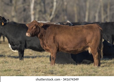 Black Angus Beef Cattle