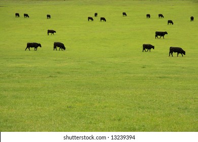 Black Angus Beef Cattle Grazing In A Lush Pasture