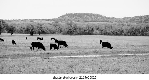 Black Angus Beef Cattle Grazing In Texas Landscape With Hills In Background.