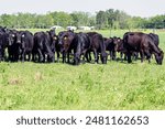 Black Angus beef cattle herd in a lush, green spring pasture in central Alabama with negative space below.