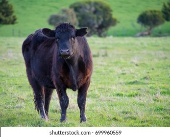 Black Angus Beef Cow Going For A Stroll In The Meadow