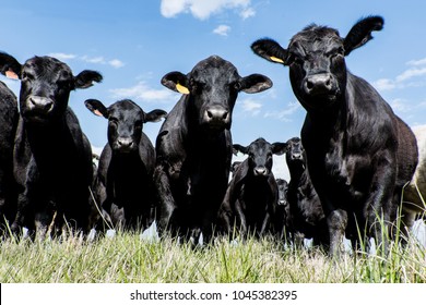 Black Angus bull and heifers shot close up from a low angle with blue sky background - Shutterstock ID 1045382395