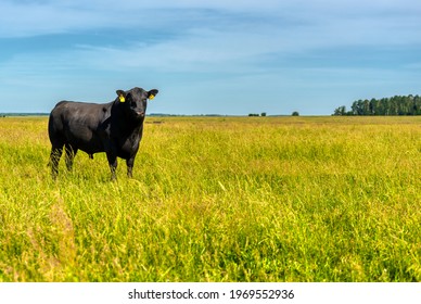 A black angus bull stands on a green grassy field. Agriculture, cattle breeding.