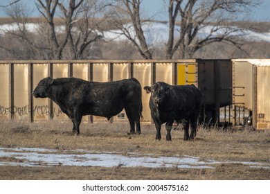 Black Angus Bulls In Pasture In Choteau, Montana, USA