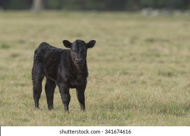 Black Angus Calf