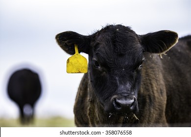 Black Angus Calf Close Up To The Right With Out Of Focus Cow In The Background