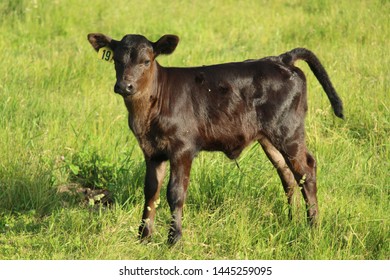 Black Angus Calf In Grass