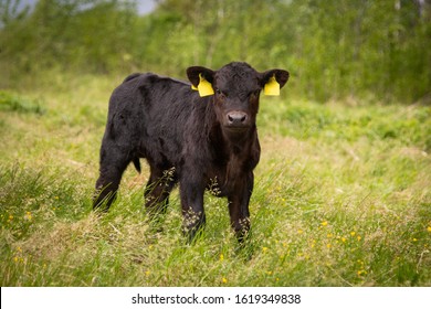 Black Angus Calf In Tall Grass