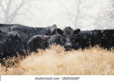 Black angus calves with beef herd of cows in snow on farm during winter season.
