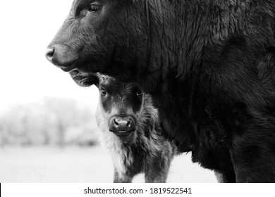 Black Angus Calves Close Up Shows Young Cow Hiding Behind Friend On Farm.