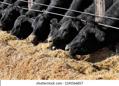 Black Angus Cattle Being Being Fed At A Feed Lot.