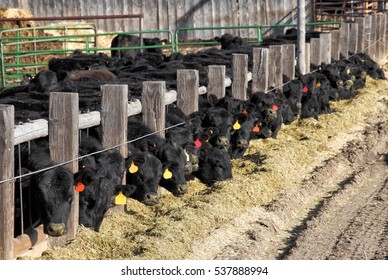 Black Angus Cattle being being fed at a feed lot. - Shutterstock ID 537888994