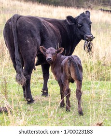 Black Angus Cattle Farm Field 