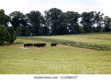 Black Angus Cattle Feed In An Open Pasture In Montgomery County, Pennsylvania.