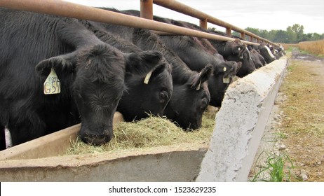 Black Angus  Cattle Feeding on Hay in a Line, in a Feed Lot