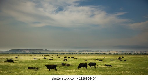 Black Angus cattle grazing in an irrigated pasture near Bayard, Nebraska