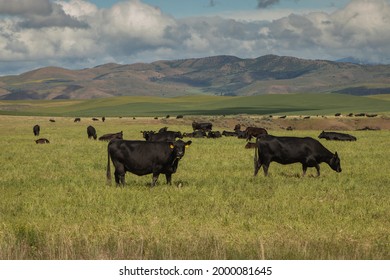 Black Angus cattle grazing n grass field with mountain and blue sky in background
