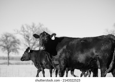 Black angus cattle on ranch in Texas pasture for agriculture.