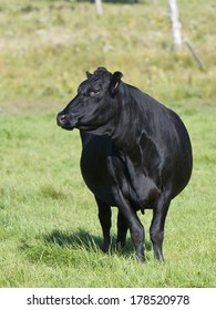 Black Angus Cow