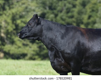 Black Angus Cow