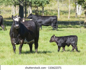 Black Angus Cow With A Calf