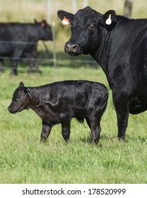 Black Angus Cow And Calf