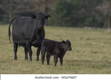 Black Angus Cow And Calf