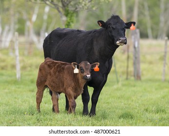 Black Angus Cow And Calf