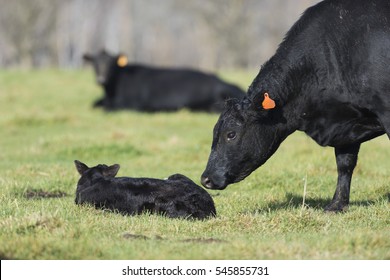 Black Angus Cow And Calf