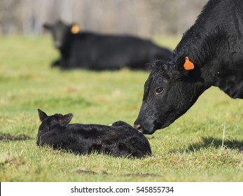 Black Angus Cow And Calf