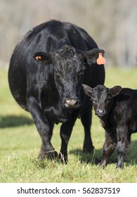 Black Angus Cow With A Calf