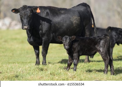 Black Angus Cow And Calf