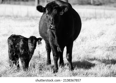 Black Angus Cow And Calf Close Up For Beef Farm Portrait Of Animals.