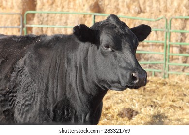 Black Angus Cow At A Feed Lot.