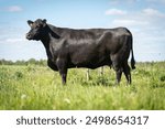 Black angus cow in green grass on sunny day