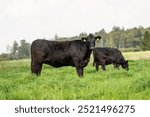 Black angus cow in green grass on sunny day