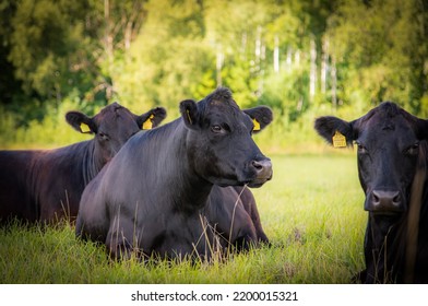 Black Angus Cow Laying Down On Grass