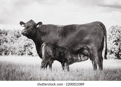 Black Angus Cow Nursing Calf