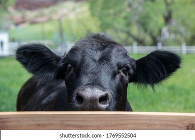 Black angus cow on farm ranch is looking over the fence Colorado USA