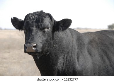 Black angus cow in a pasture.