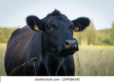 Black Angus Cow Portrait In Summer