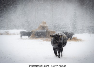 Black Angus Cow In Snow Storm