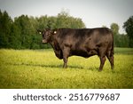 Black angus cow standing on field, forest in background, summer day.