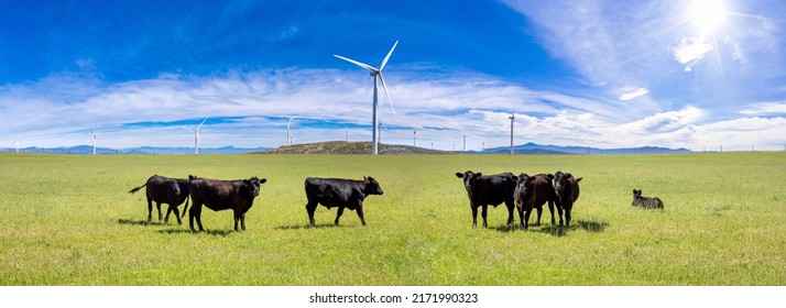 Black Angus cows in the countryside. Cattles in a pasture, looking at the camera, green field, clear blue sky in a sunny spring day, Texas, USA.