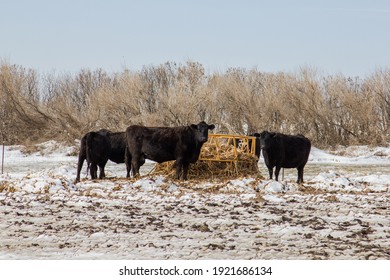 Black Angus Cows Eating Hay Out Of A Bale Feeder.