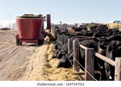 Black angus cows feeding - Shutterstock ID 1247147311