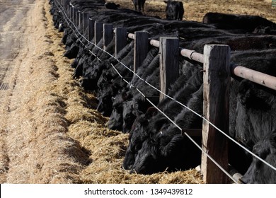 Black angus cows feeding - Shutterstock ID 1349439812