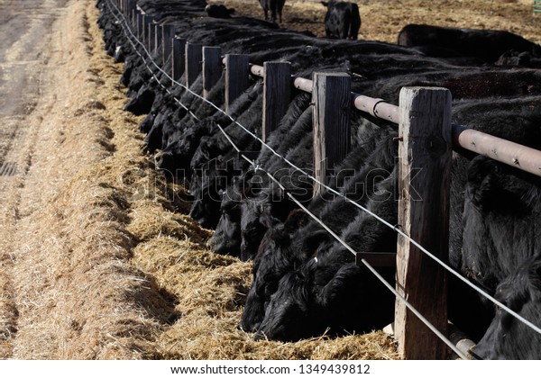 Black Angus Cows Feeding